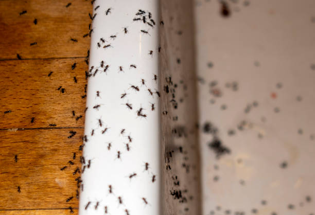 Best Pest Removal Services  in Northfield, KY